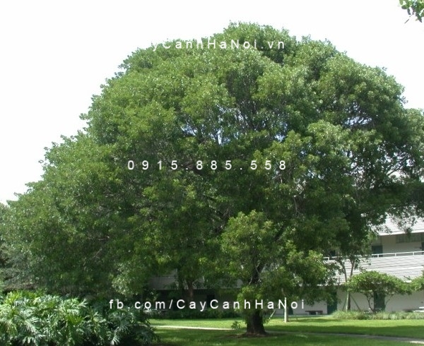 Cây nhạc ngựa Cây nhạc ngựa
