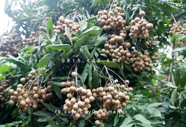 cây nhãn công trình (2) cây nhãn công trình (2)