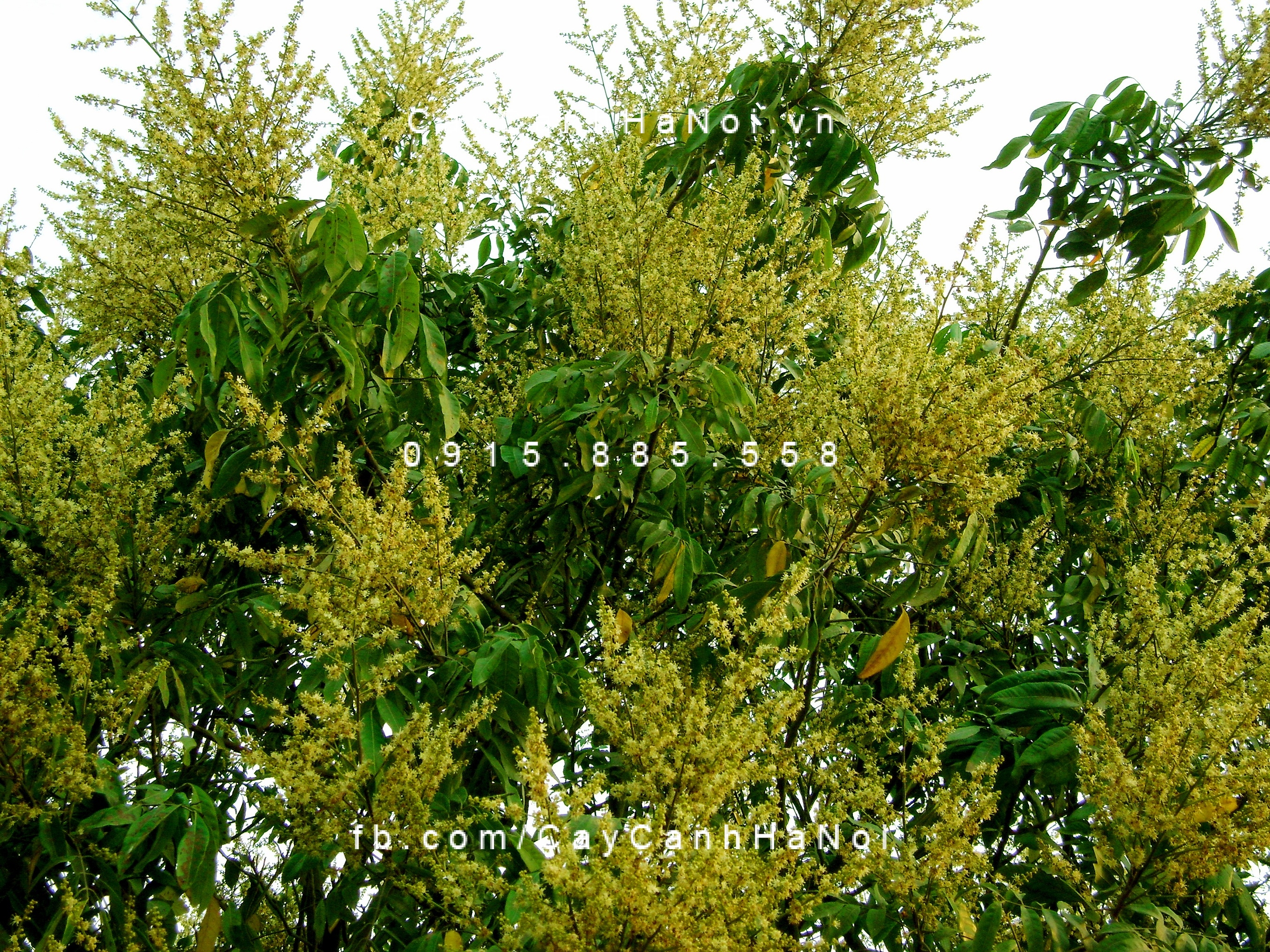 cây nhãn công trình (3) cây nhãn công trình (3)