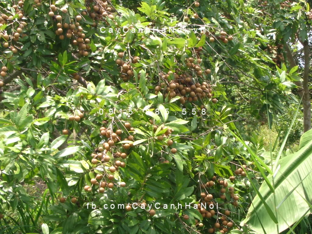 cây nhãn công trình (4) cây nhãn công trình (4)