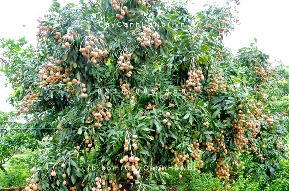 cây nhãn công trình (1) cây nhãn công trình (1)