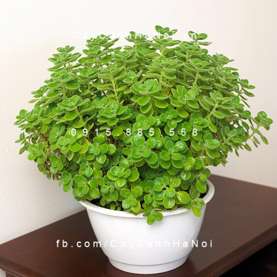 Cây Nhất mạt hương, sen thơm để bàn Cây Nhất mạt hương, sen thơm để bàn