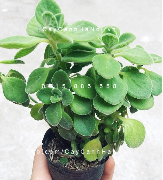 Cây Nhất mạt hương, sen thơm để bàn Cây Nhất mạt hương, sen thơm để bàn