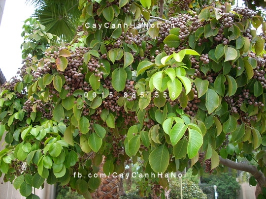 Cây Nhội Cây Nhội