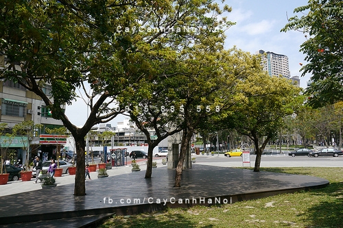 Cây Nhội Cây Nhội