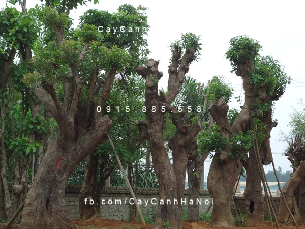 Cây Nhội Cây Nhội