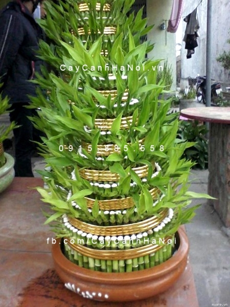 Cây phát lộc tầng để bàn Cây phát lộc tầng để bàn