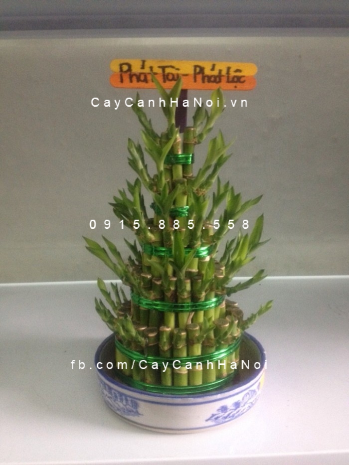 Cây phát lộc tầng để bàn Cây phát lộc tầng để bàn