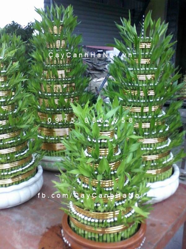 Cây phát lộc tầng để bàn Cây phát lộc tầng để bàn