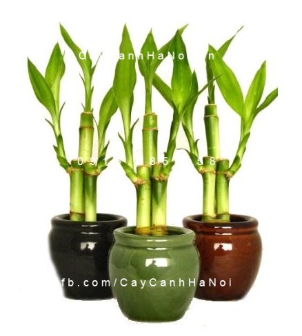 Cây phát lộc trồng nước, thủy canh