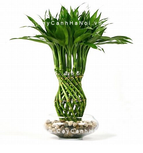 Cây phát lộc trồng nước, thủy canh