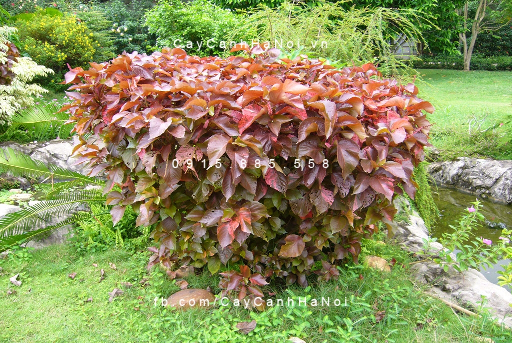 Cây Phổi bò Cây Phổi bò