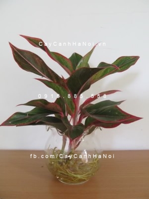 cây phú quý trồng nước, thủy canh (2)