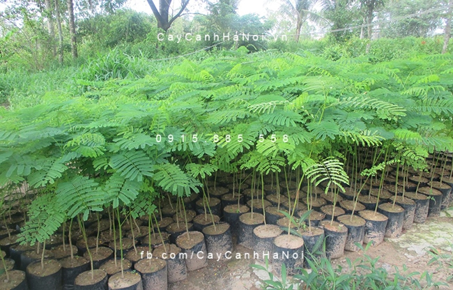 Cây Phượng giống cay-phuong-giong