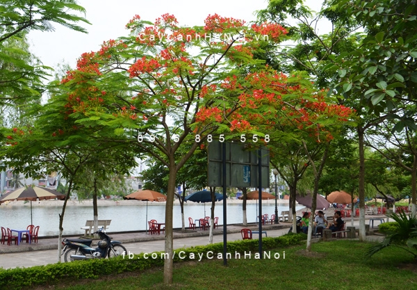 Cây phượng vỹ Cây phượng vỹ