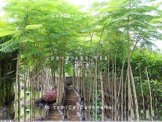 Cây phượng vỹ Cây phượng vỹ