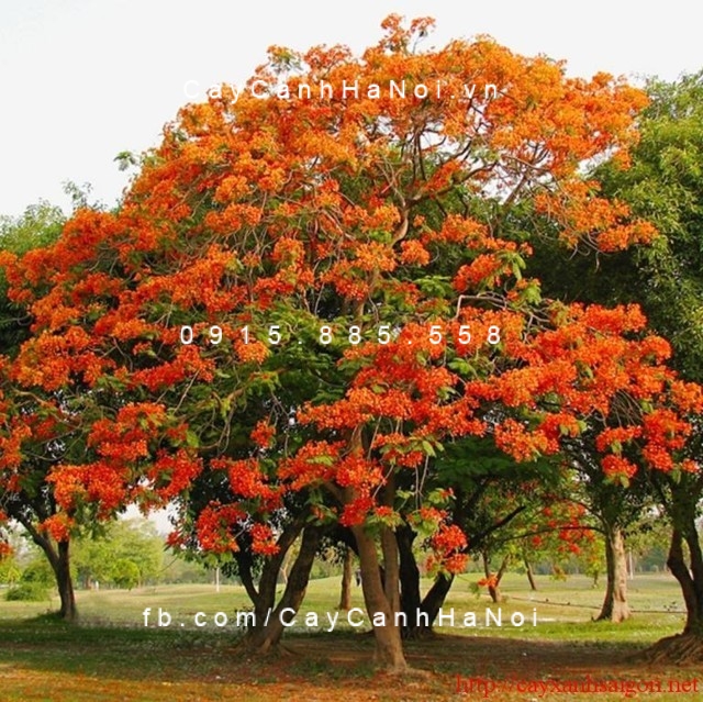 Cây phượng vỹ Cây phượng vỹ
