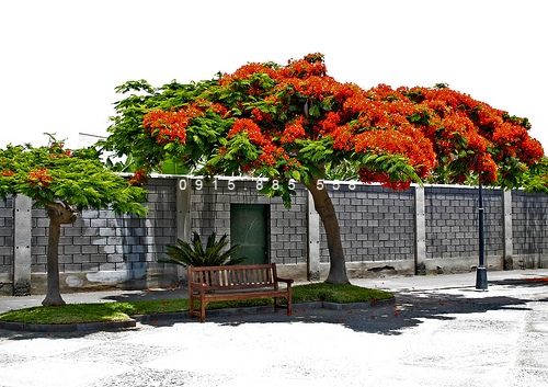Cây phượng vỹ Cây phượng vỹ