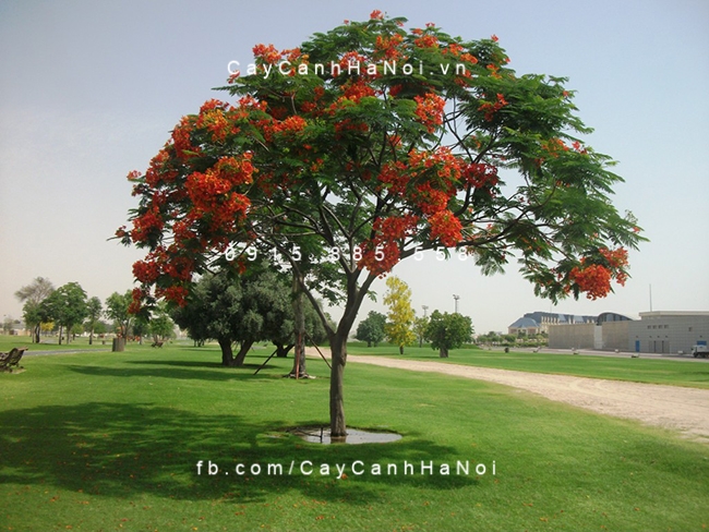 Cây Phượng trồng làm cảnh, bóng mát cay-phuong-vi