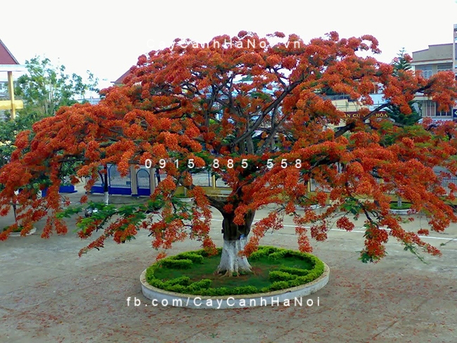 Cây Phượng là hình ảnh quen thuộc của lứa tuổi học trò cay-phuong
