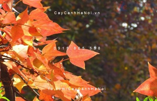Cây Sau Sau Cây Sau Sau