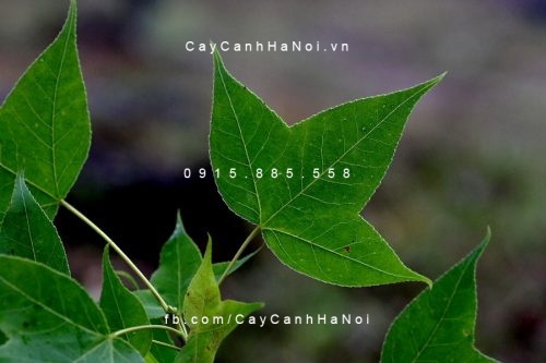 Cây Sau Sau Cây Sau Sau