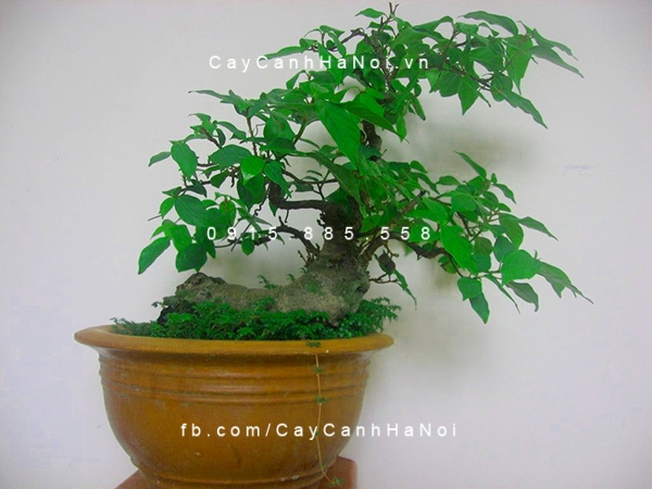 Cây Sung dễ tạo dáng bonsai đẹp mắt cay-sung-canh