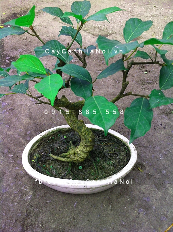 Cây sung có rất nhiều tác dụng từ vỏ, rễ, lá cho đến quả cay-sung-chau