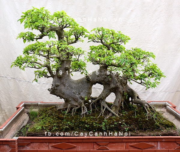 Cây Sung rất được người Việt ưa chuộng Cây Sung rất được người Việt ưa chuộng