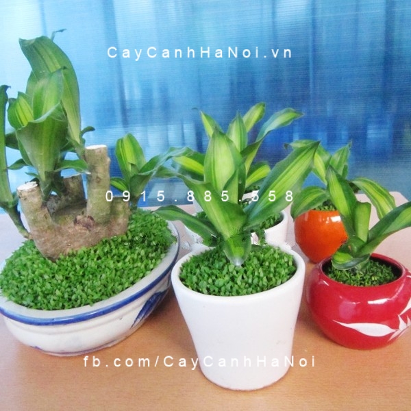 cây tặng đối tác (5) cây tặng đối tác (5)