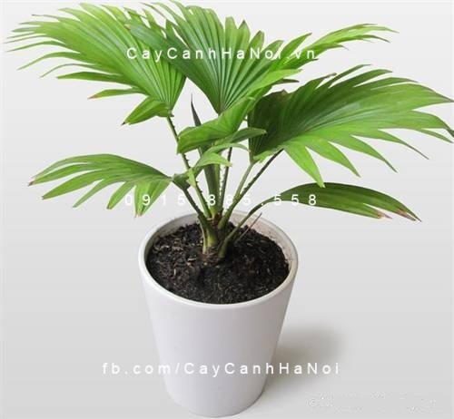 cây tặng khách hàng (1) cây tặng khách hàng (1)