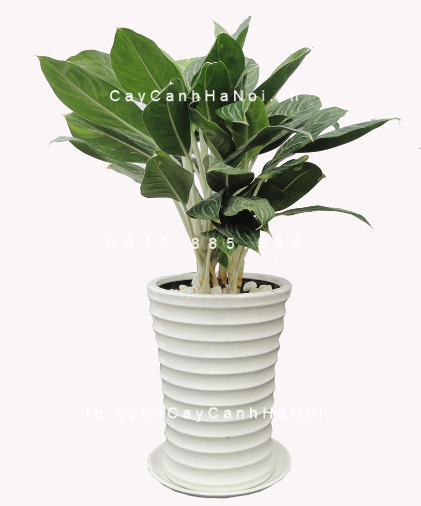 cây tặng khách hàng (2) cây tặng khách hàng (2)