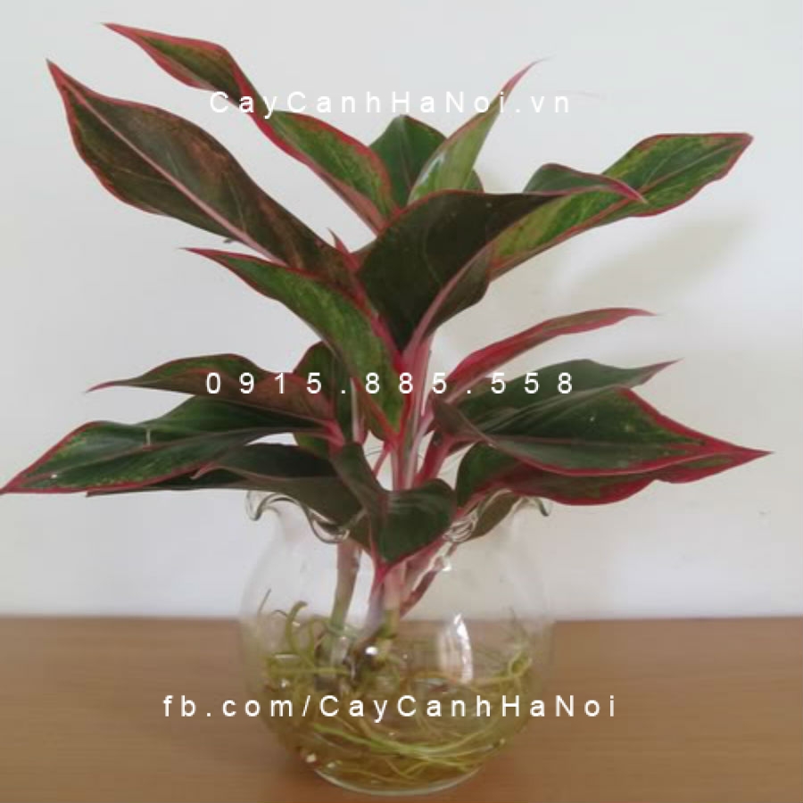 cây tặng sự kiện cây tặng sự kiện