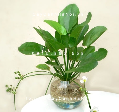 cây thanh tâm trồng nước, thủy canh (1) cây thanh tâm trồng nước, thủy canh (1)