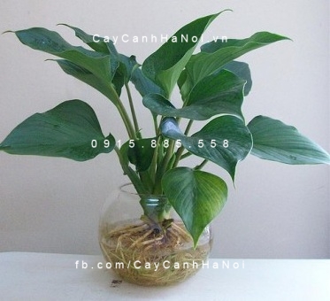 cây thanh tâm trồng nước, thủy canh (2) cây thanh tâm trồng nước, thủy canh (2)