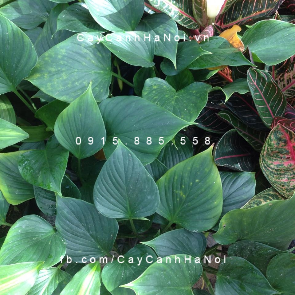 cây thanh tâm trồng nước, thủy canh (3) cây thanh tâm trồng nước, thủy canh (3)