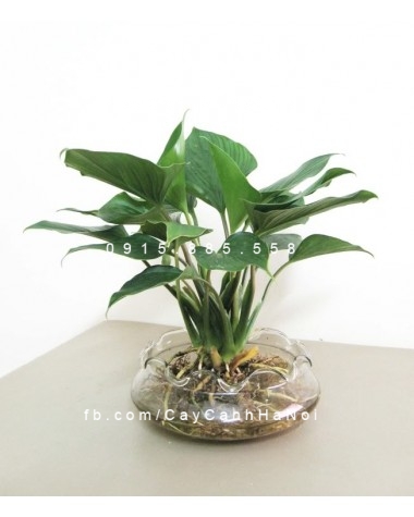 cây thanh tâm trồng nước, thủy canh (4) cây thanh tâm trồng nước, thủy canh (4)