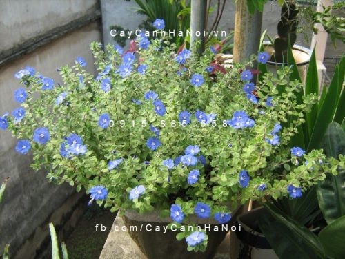 Đối tượng hay sử dụng cây thanh tú cay-thanh-tu