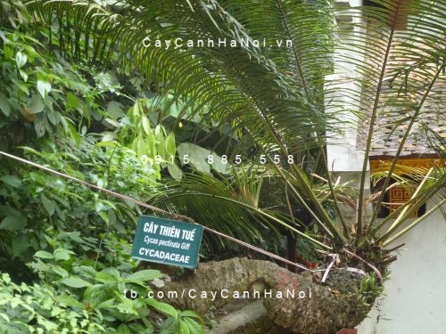 cây thiên tuế (2) cây thiên tuế (2)