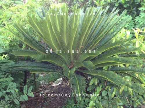 cây thiên tuế (3) cây thiên tuế (3)