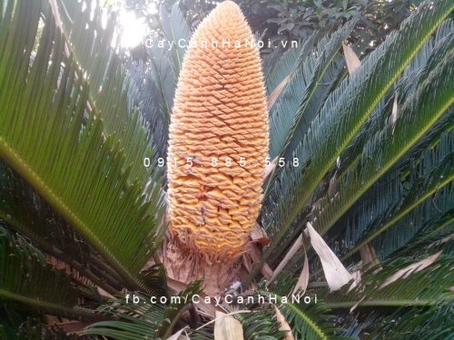cây thiên tuế (4) cây thiên tuế (4)