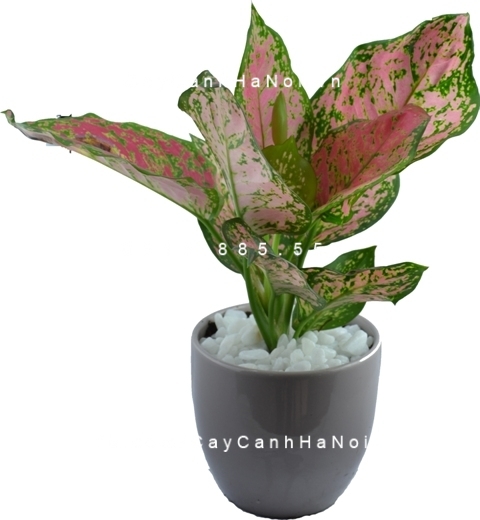 Cây Thịnh Vượng để bàn Cây Thịnh Vượng để bàn