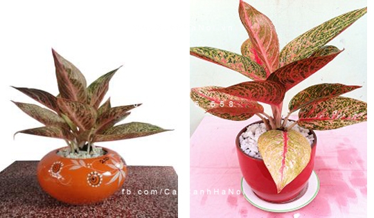 Cây Thịnh Vượng trồng nước, thủy canh Cây Thịnh Vượng trồng nước, thủy canh
