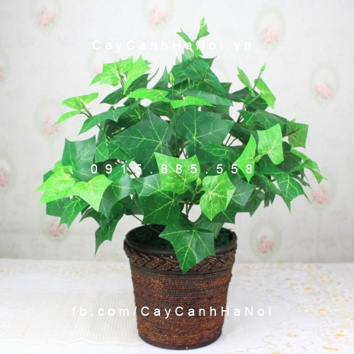 Cây Thường xuân, nguyệt quế để bàn