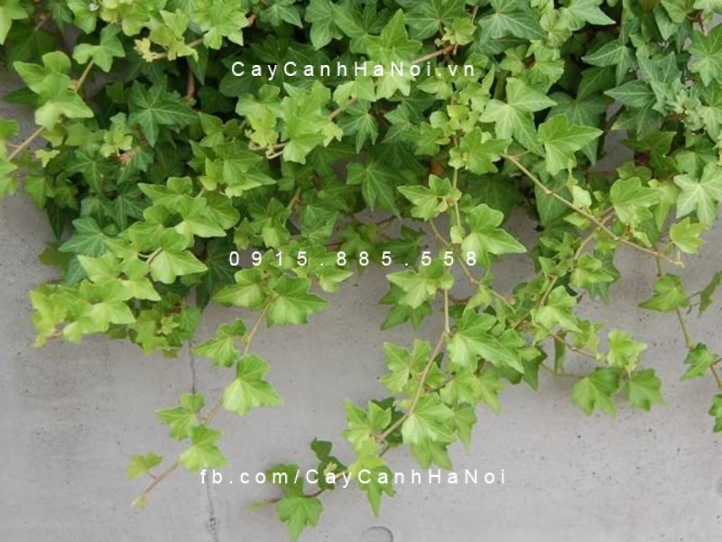 Cây Thường xuân, nguyệt quế leo giàn