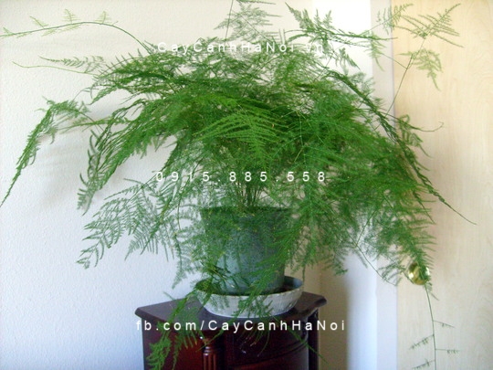 Cây thủy tùng trồng nước, thủy canh Cây thủy tùng trồng nước, thủy canh