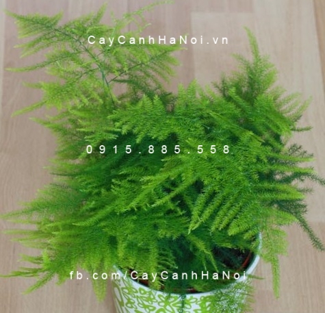 Cây thủy tùng trồng nước, thủy canh Cây thủy tùng trồng nước, thủy canh