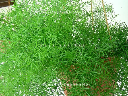 Cây thủy tùng trồng nước, thủy canh Cây thủy tùng trồng nước, thủy canh