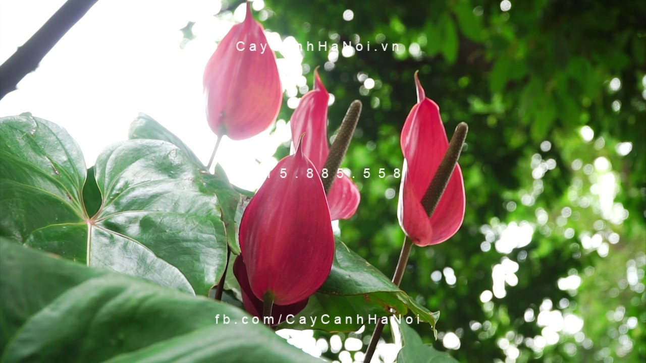 cây tiểu hồng môn trồng nước, thủy canh (2) cây tiểu hồng môn trồng nước, thủy canh (2)