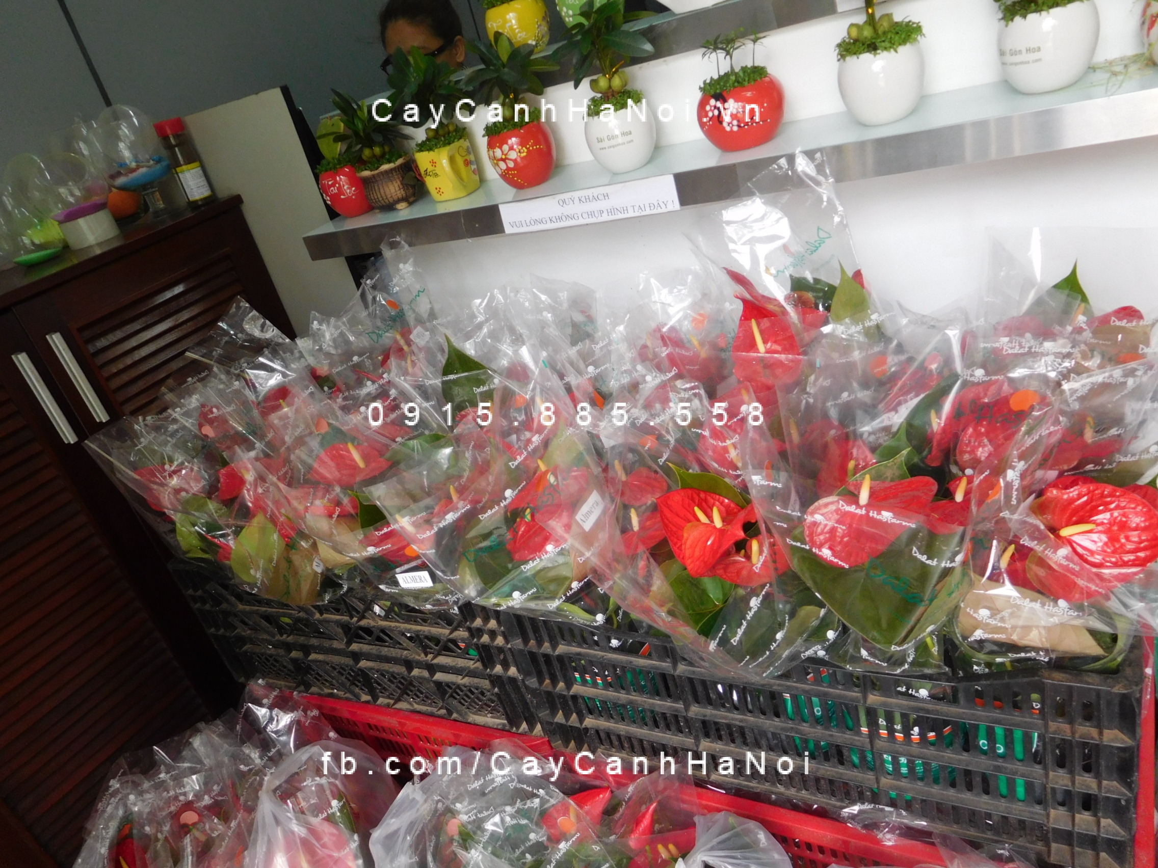 cây tiểu hồng môn trồng nước, thủy canh (4) cây tiểu hồng môn trồng nước, thủy canh (4)